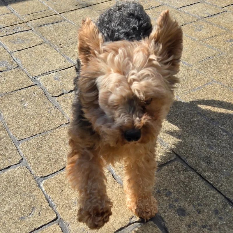 An adult small-sized male Brown / Chocolate Yorkshire Terrier dog named Maverick for adoption in Loves Park, IL