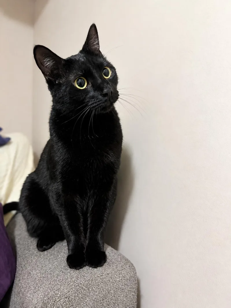 A young medium-sized male Black Domestic Short Hair cat named Indie โ Sleek for adoption in Bloomfield, NJ
