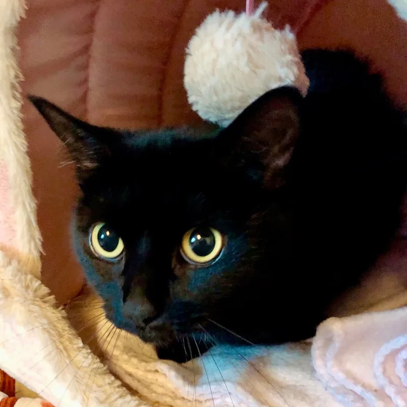 Gabriella thumbnail 2