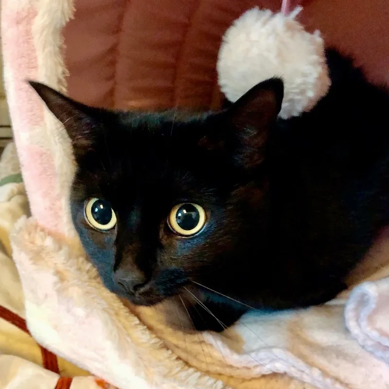 Gabriella thumbnail 3