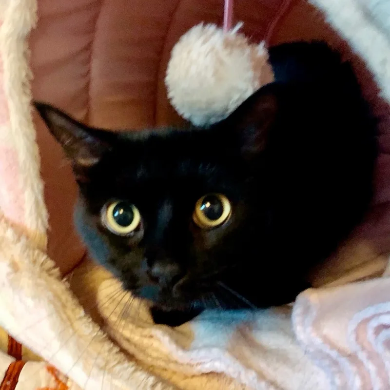 Gabriella thumbnail 4