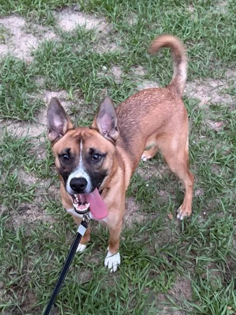 A young medium-sized male German Shepherd Dog dog named Scooby for adoption in Tavares, FL