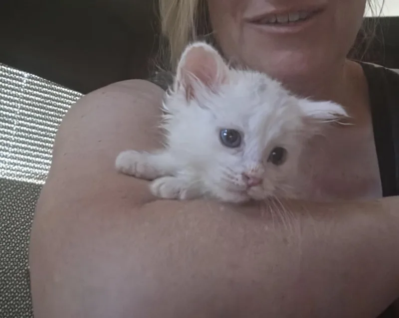 A baby small-sized male White Domestic Medium Hair cat named Nimbus for adoption in Lancaster, CA