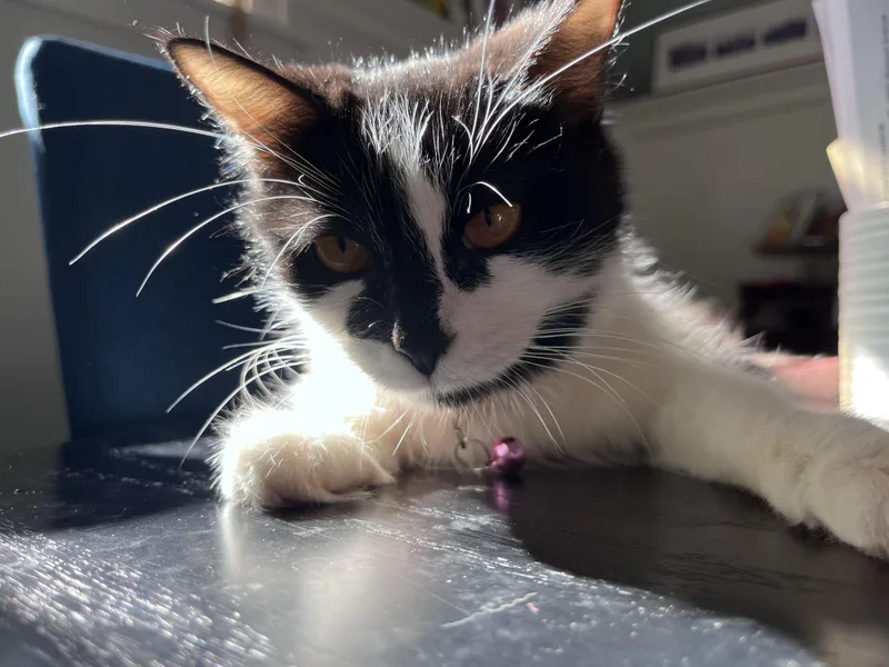 Lily thumbnail 2