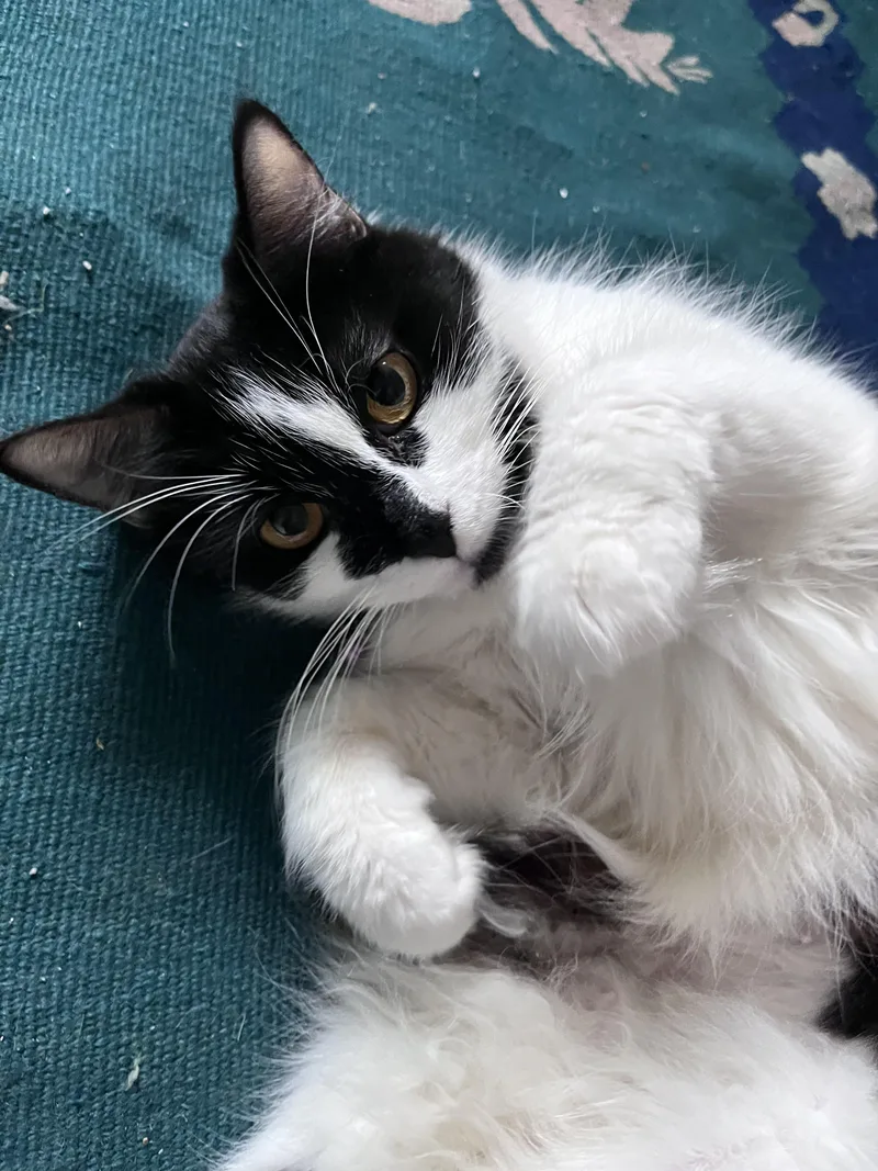 Lily thumbnail 3