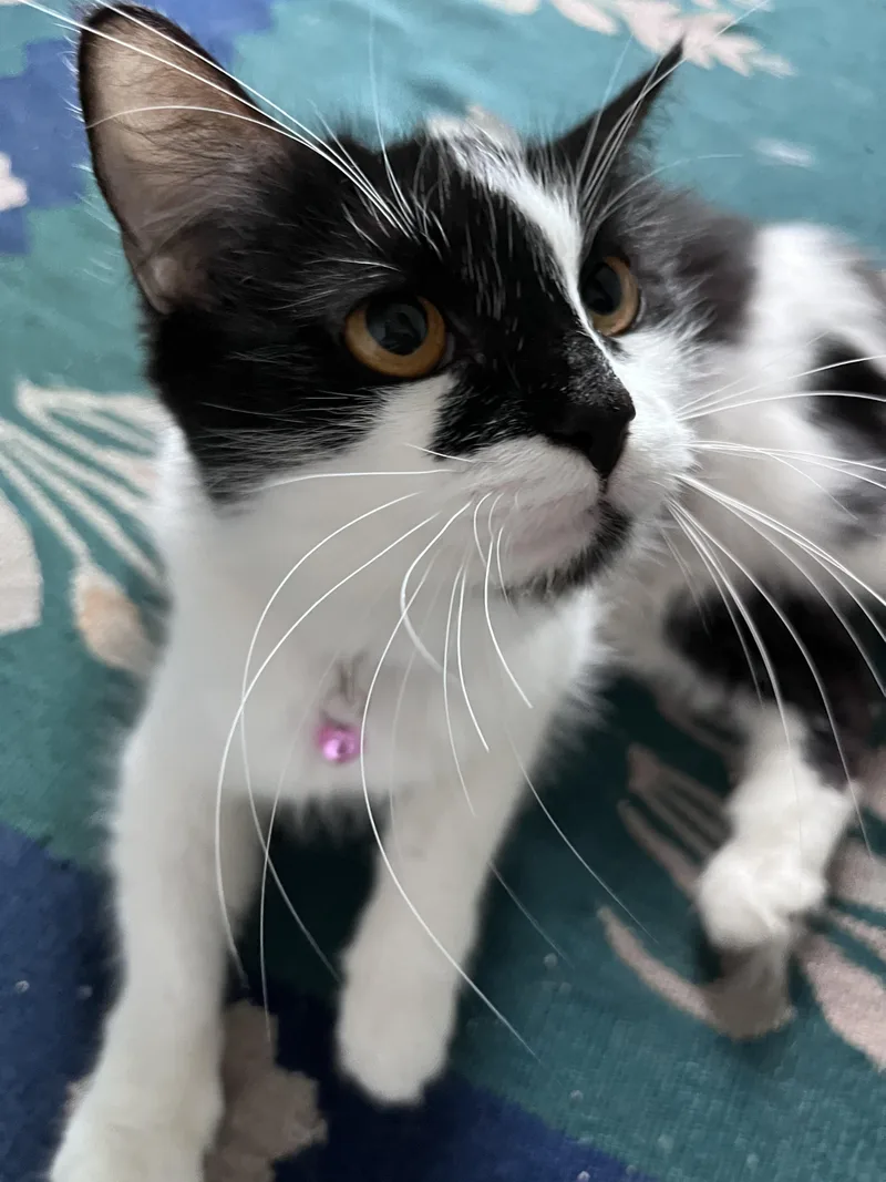 Lily thumbnail 4