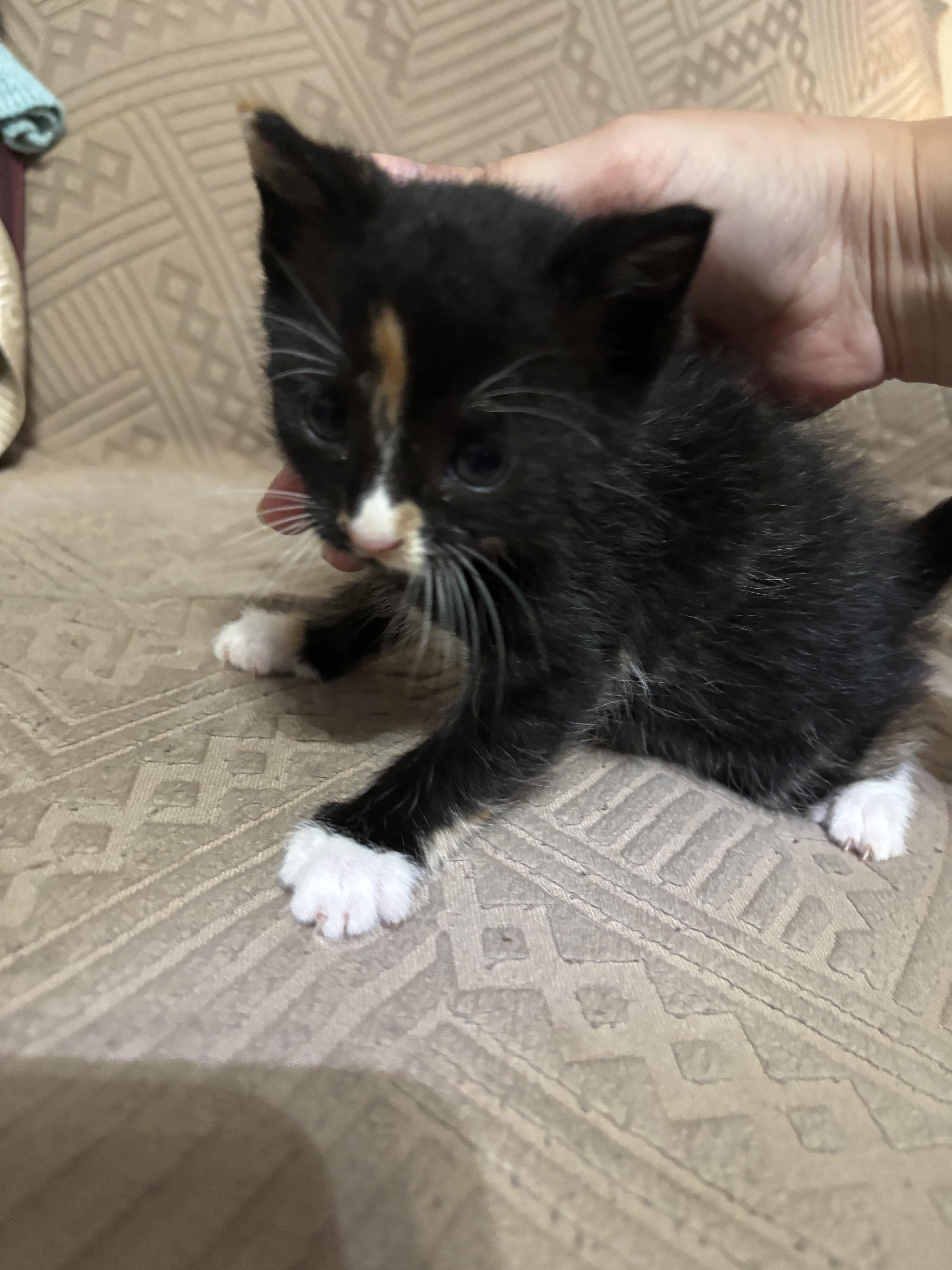 A baby small-sized female Domestic Short Hair cat named Olivia for adoption in Randolph, AL