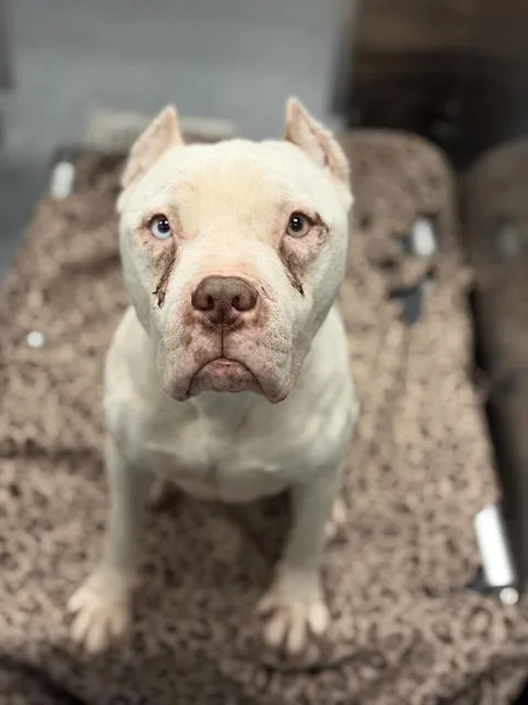 An adult medium-sized male Mixed Breed dog named Tbone for adoption in Dallas, TX