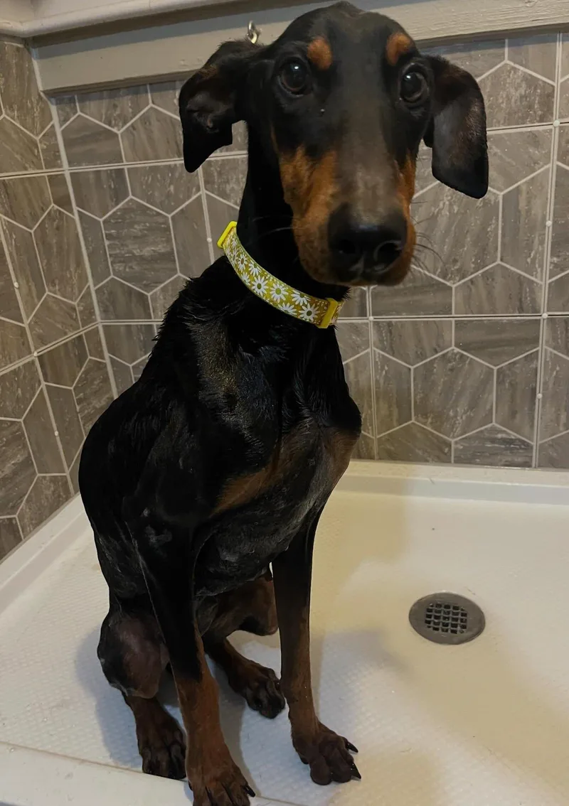 A young medium-sized female Black Doberman Pinscher dog named Java for adoption in Pearland, TX