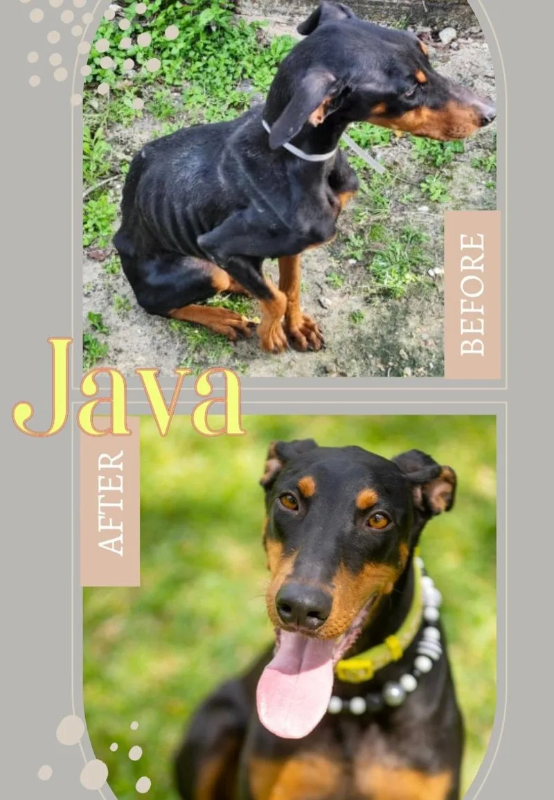 Java thumbnail 2
