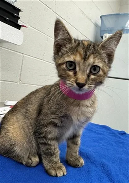 A baby small-sized female Domestic Short Hair cat named Crayon for adoption in Peoria, IL