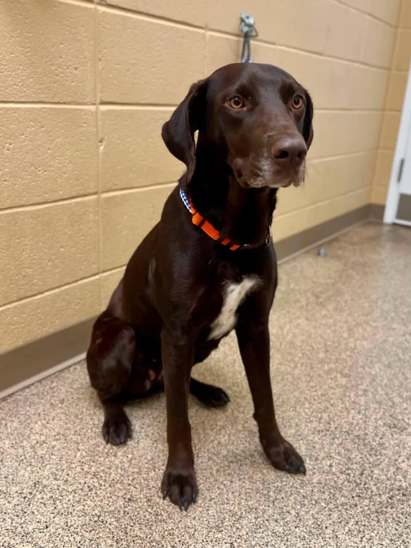 An adult medium-sized female Red / Chestnut / Orange Hound dog named Sadie for adoption in Fort Payne, AL