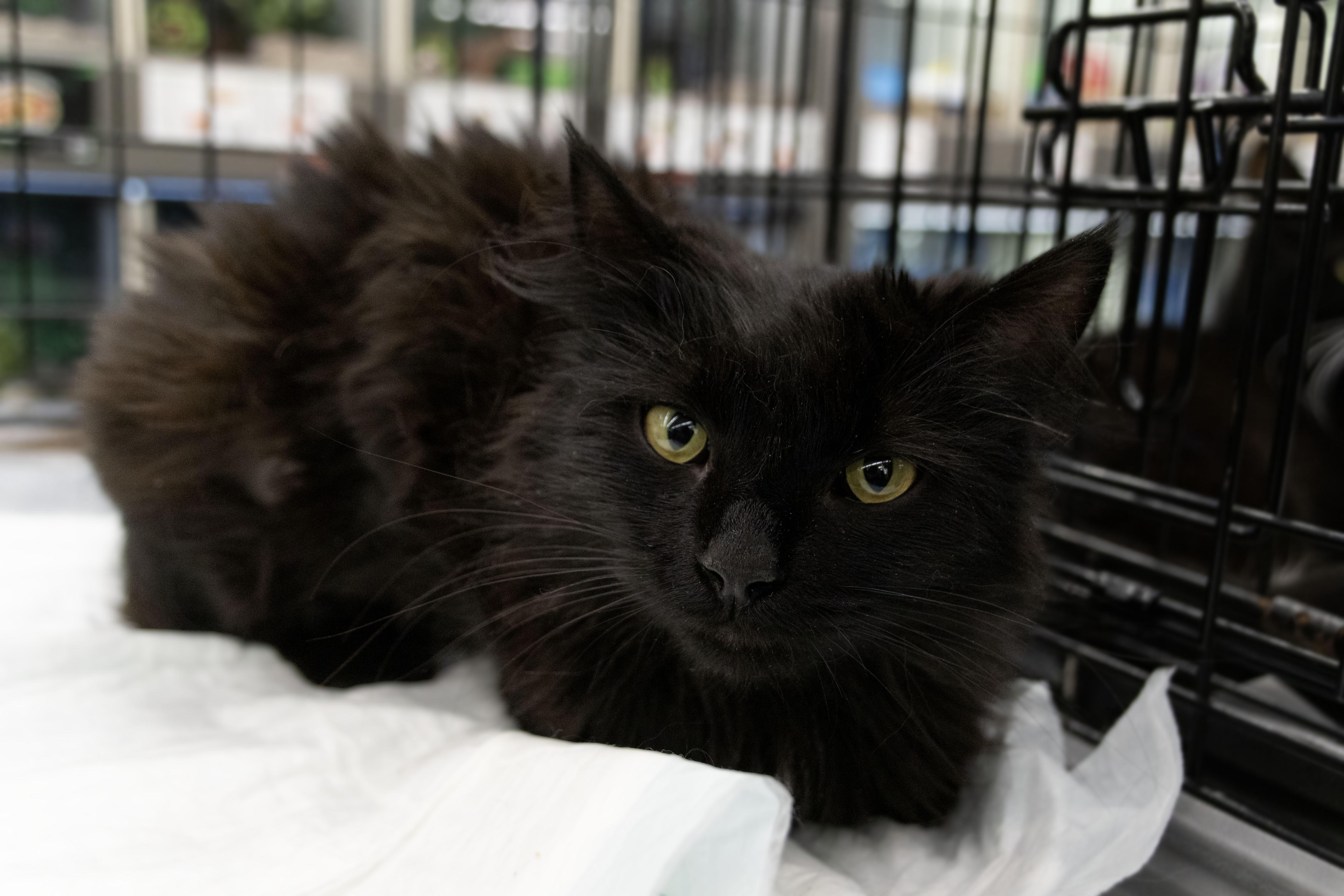 A young medium-sized female Domestic Medium Hair cat named Talia for adoption in Canton, CT