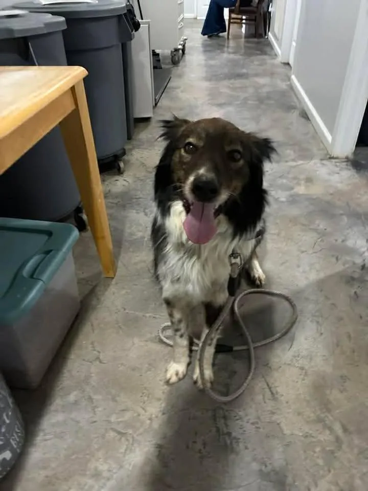 An adult medium-sized female Tricolor (Brown, Black, & White) Collie dog named Susie for adoption in Munfordville, KY