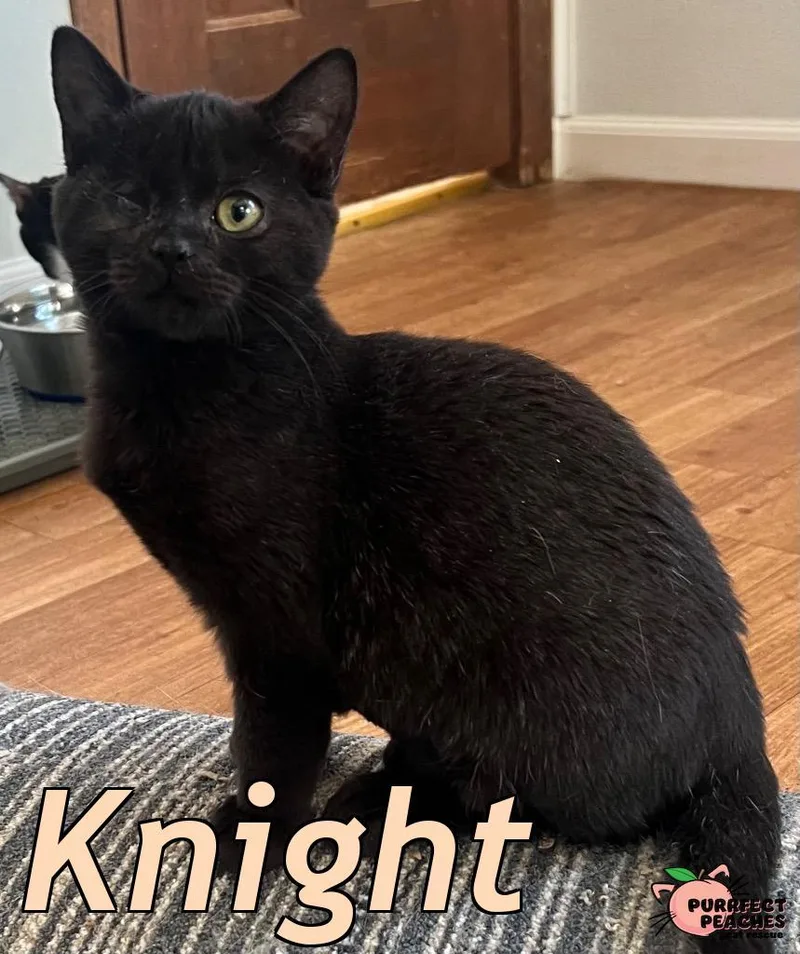 A baby medium-sized female Bombay cat named Knight for adoption in Douglasville, GA