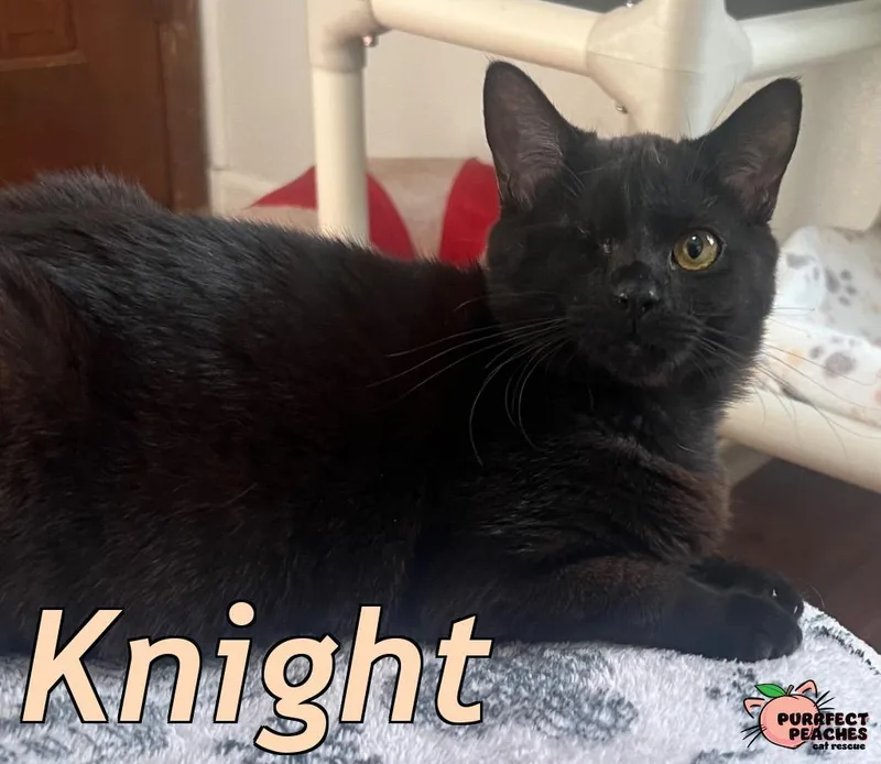 Knight thumbnail 5