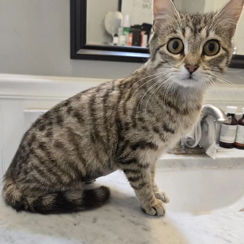 A young medium-sized female Tabby (Brown / Chocolate) Domestic Short Hair cat named Sprinkle And Foxie for adoption in Sedalia, MO
