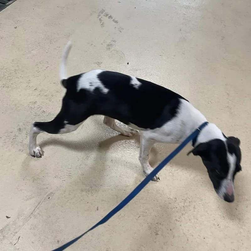 A baby small-sized female Terrier dog named Ephesus for adoption in Winston-Salem, NC
