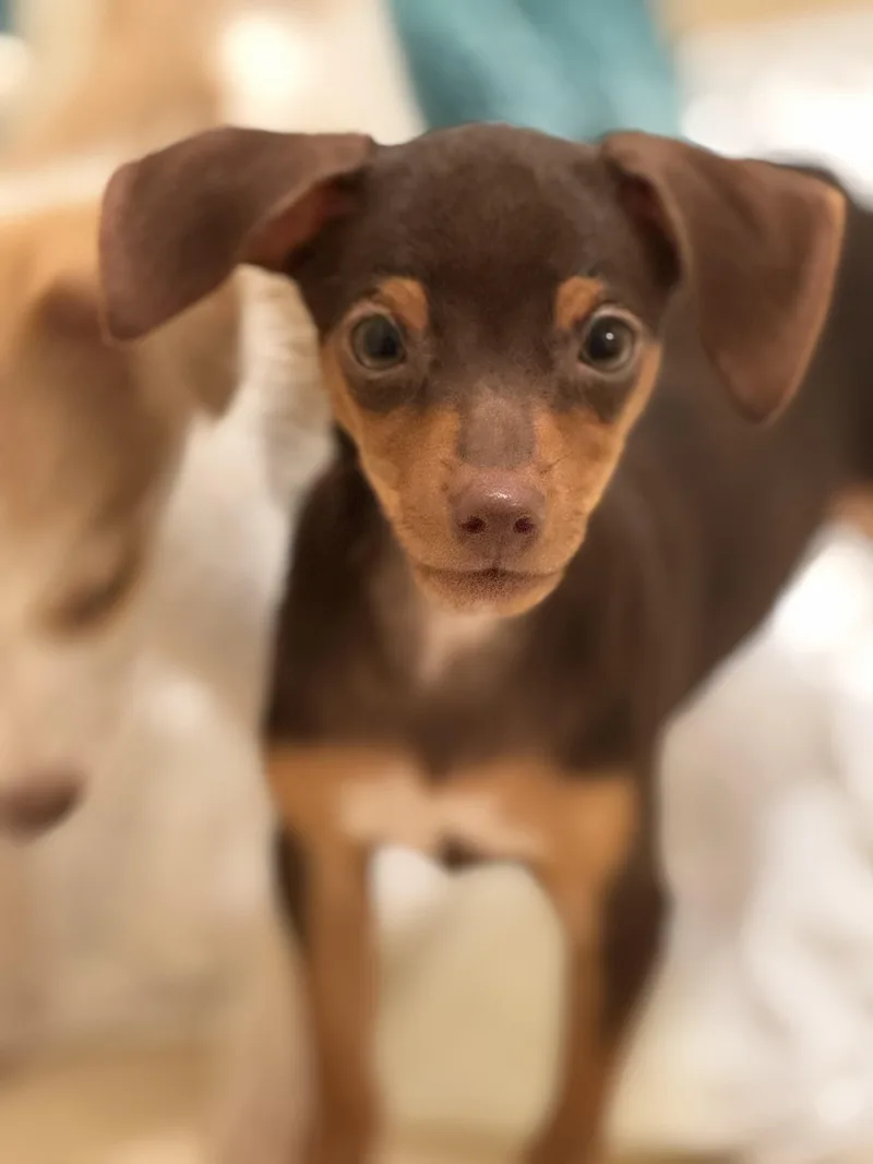 A baby small-sized male Brown / Chocolate Chihuahua dog named Zabot for adoption in Pawleys Island, SC