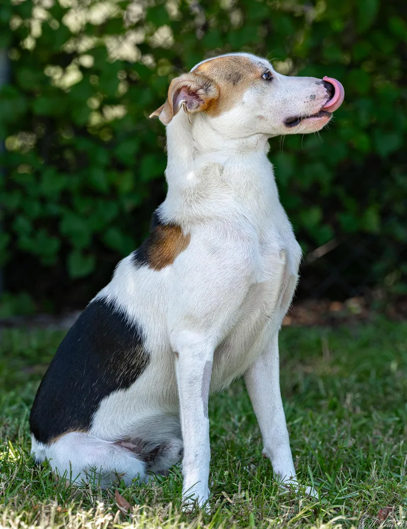 A baby medium-sized male Tricolor (Brown, Black, & White) Mixed Breed dog named Mylo for adoption in BONIFAY, FL