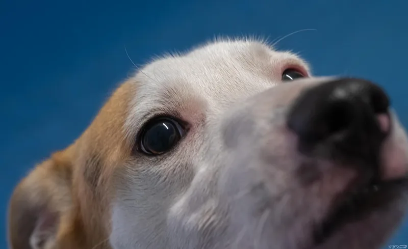 Mylo thumbnail 4