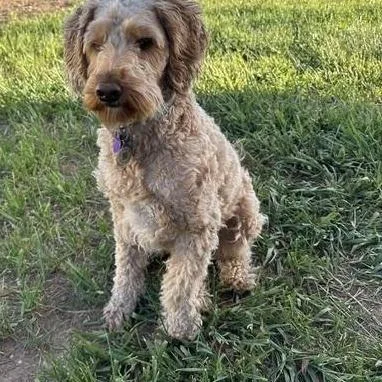 Mable