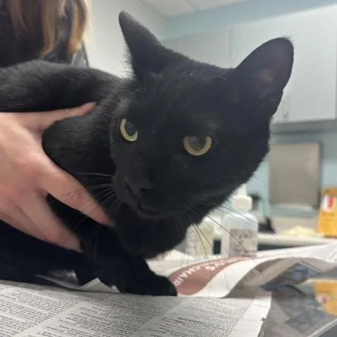 An adult large-sized male Black Domestic Short Hair cat named YinYin for adoption in Jacksonville, FL