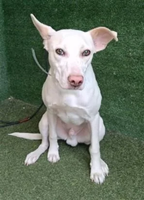 A young medium-sized male Labrador Retriever dog named Colby for adoption in Lancaster, CA