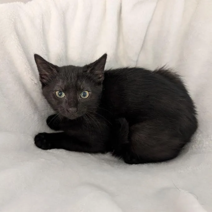 A baby medium-sized male Black Domestic Short Hair cat named Jacquimo for adoption in Lake Orion, MI