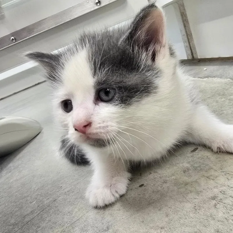 A baby small-sized male White Domestic Short Hair cat named Bentley for adoption in Jasper, IN