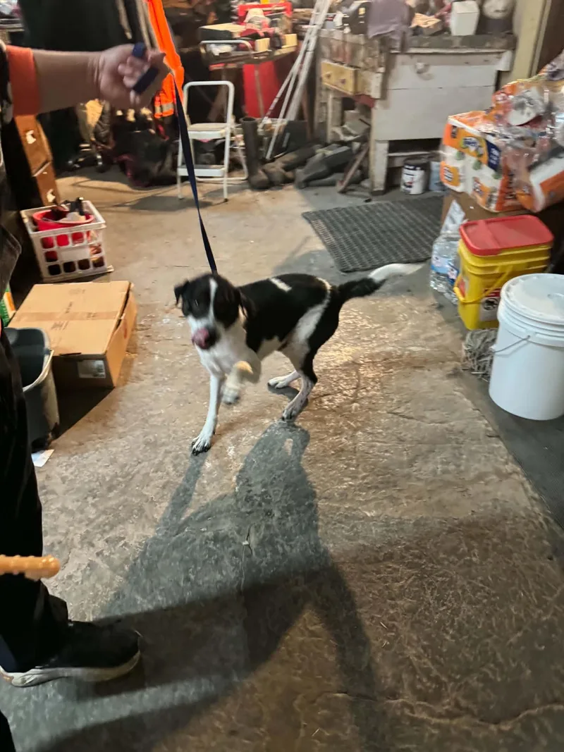 An adult medium-sized male Black Hound dog named Rango for adoption in Creston, IA