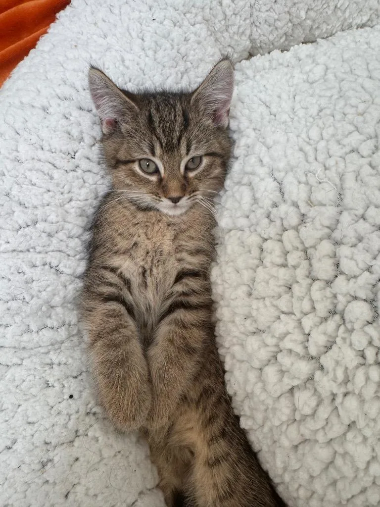 A baby small-sized male Domestic Short Hair cat named Oolong for adoption in Clinton, SC