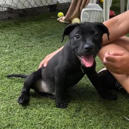 A young large-sized female Pit Bull Terrier dog named McKinley for adoption in Kansas City, MO