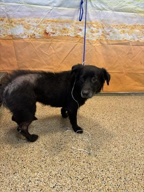 An adult medium-sized female Flat-Coated Retriever dog named Maggypie for adoption in Miami, FL