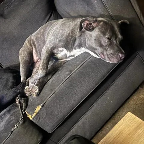 An adult medium-sized female Gray / Blue / Silver Pit Bull Terrier dog named Anna Banana for adoption in East Saint Louis, IL