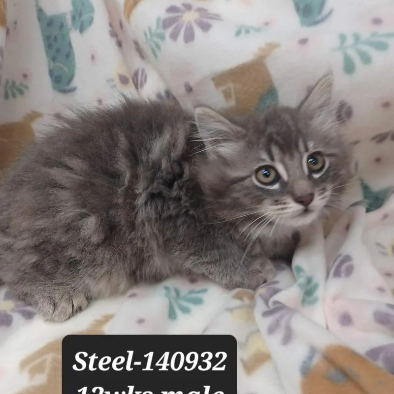 A baby small-sized male Domestic Medium Hair cat named Steel for adoption in New Tazewell, TN