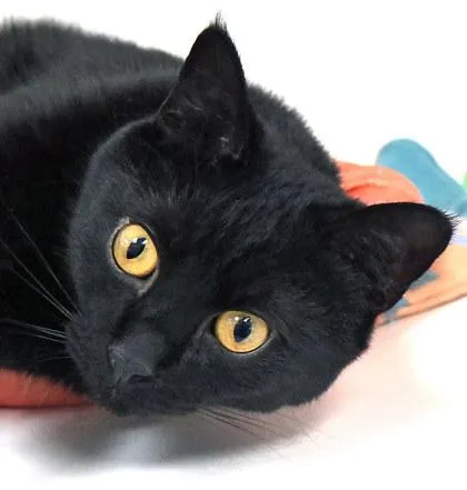 Wildfire thumbnail 2