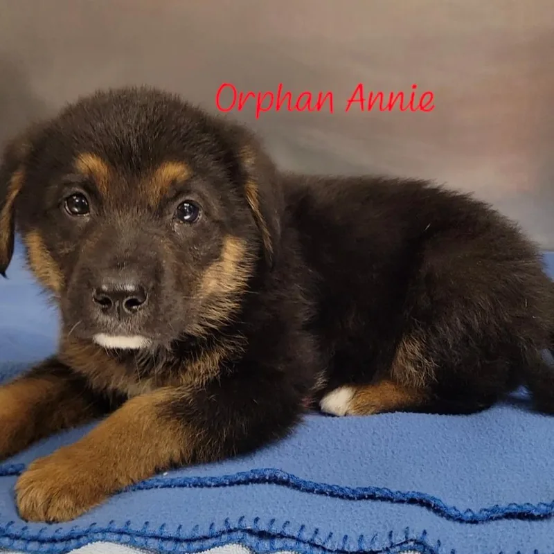 Orphan Annie