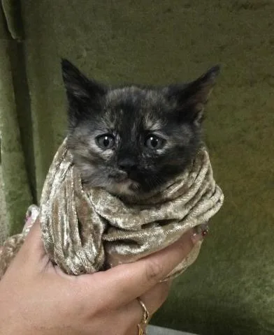 A baby small-sized female Domestic Medium Hair cat named Daisy for adoption in Riverside, CA