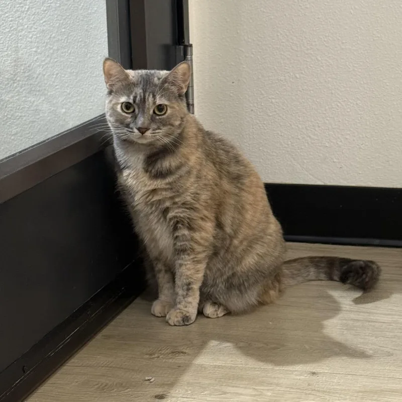 An adult small-sized female Gray / Blue / Silver Domestic Short Hair cat named Sylvia for adoption in Tustin, CA