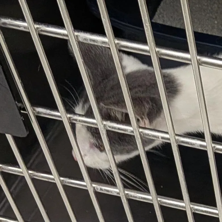 A baby medium-sized male Domestic Short Hair cat named Archie for adoption in Hannibal, MO