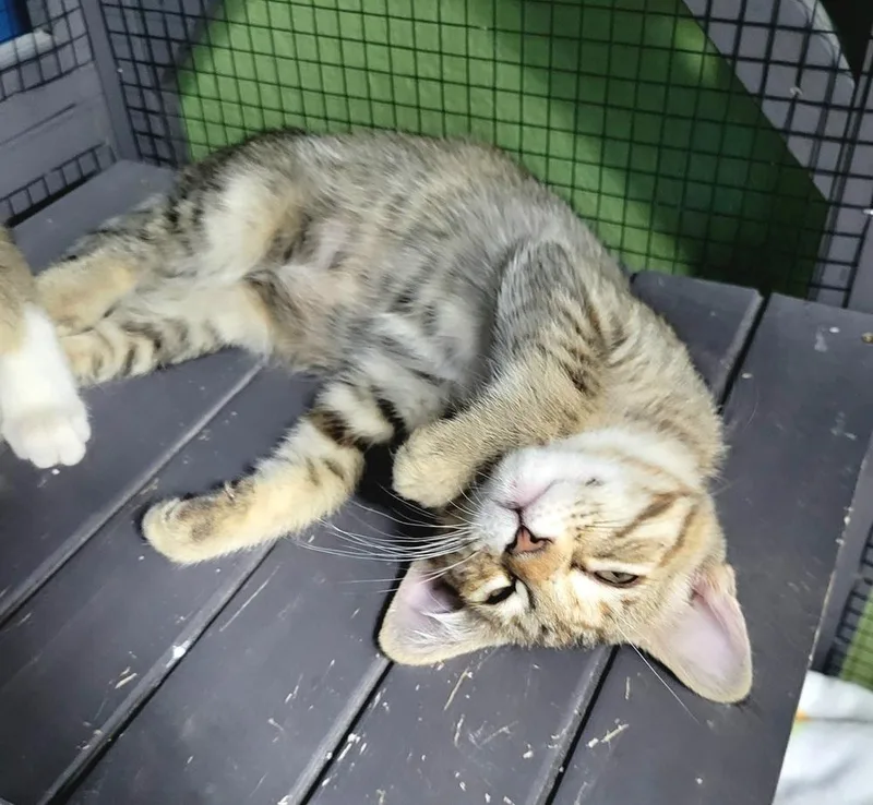 Nyla