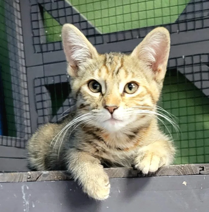 Nyla thumbnail 5