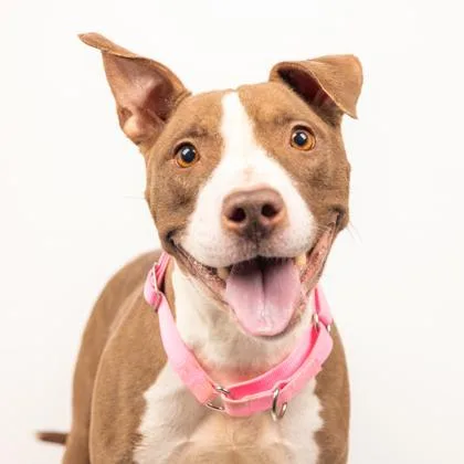 An adult large-sized female Mixed Breed dog named Eleven for adoption in West Chester, PA