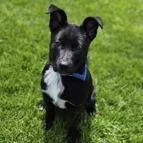 A baby small-sized male Terrier dog named Big Guy for adoption in Woodstock, IL