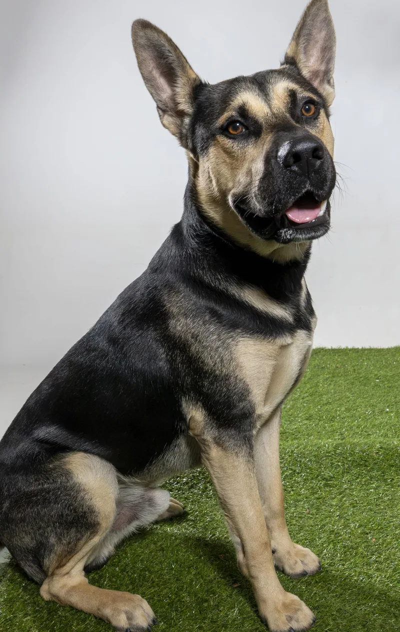 A young medium-sized male German Shepherd Dog dog named Luke for adoption in Harvey , LA