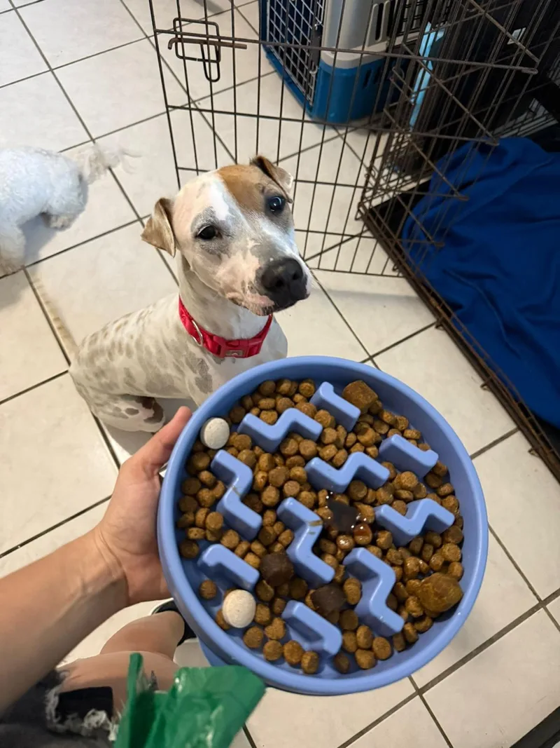 Petey  Perfect thumbnail 2