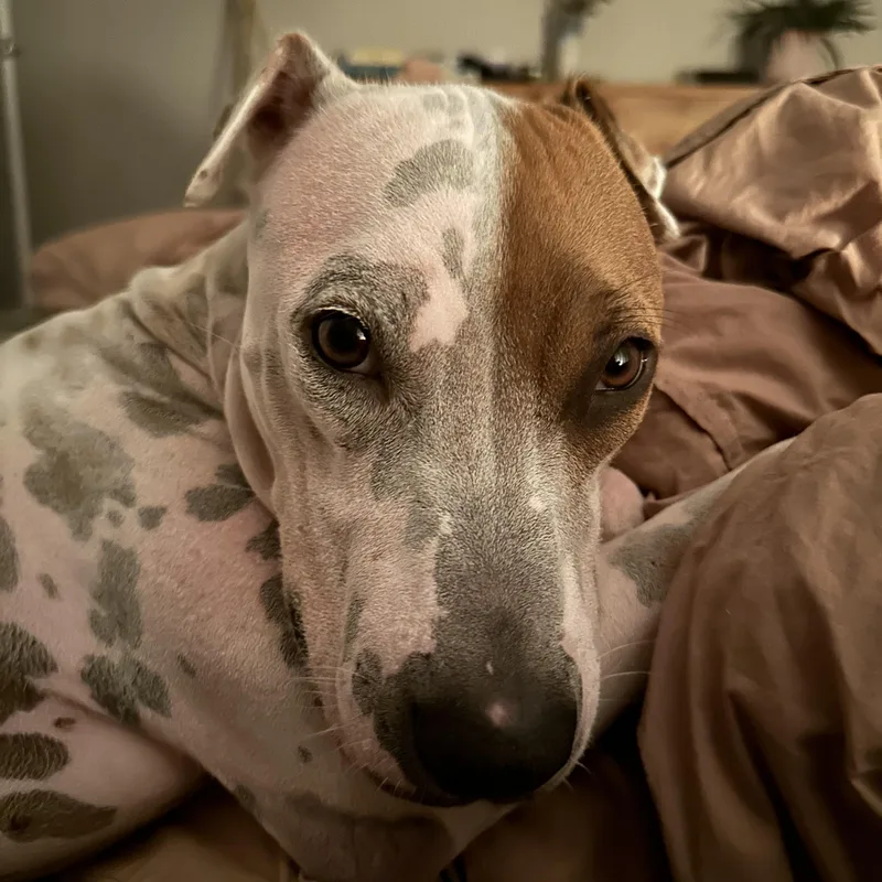 Petey  Perfect thumbnail 4