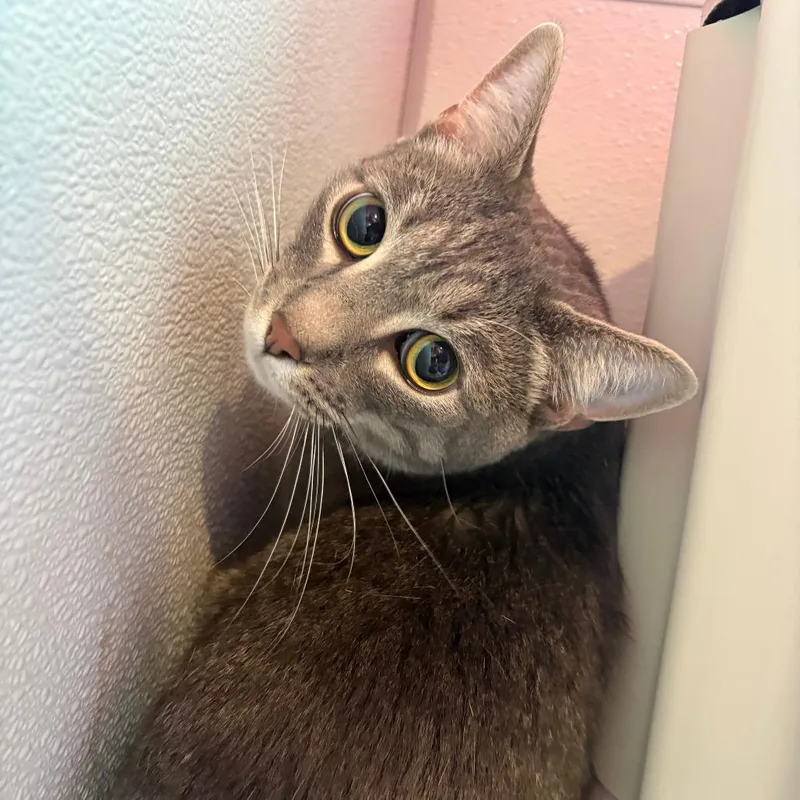 An adult small-sized male Gray / Blue / Silver Domestic Short Hair cat named Ace for adoption in West Des Moines, IA