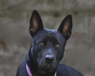 An adult medium-sized female Siberian Husky dog named Mary for adoption in Cleveland, OH